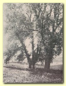 Historic Double Willows
